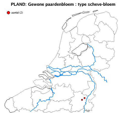 scheve-bloem